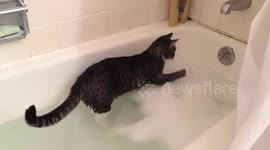 Cat attacks bubbles in bath