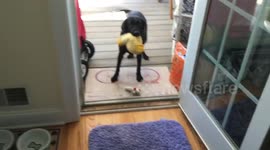 Infamous bodyboarding dog!