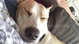 Snoring Puppy
