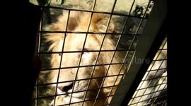 Large male lion begs for treat from safari truck