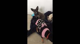 Crazy chihuahuas chasing each other on building site!
