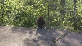 Raccoon Thief Caught Stealing from Bird Feeder