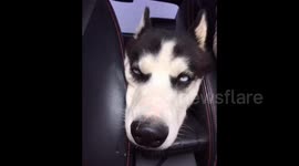 Tired husky rolls its eyes