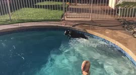 Dog wants her board