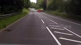 Cars stop on Plymouth carriageway to let  mother duck and her ducklings across the road
