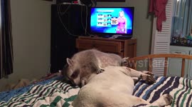 Raccoon won't leave bulldog's ear alone