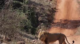 Lions on Railway Track