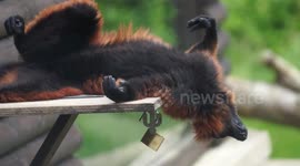 Apes sunbathing on a rare sunny day at an English zoo