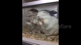 Tired chinchillas fall asleep in cage