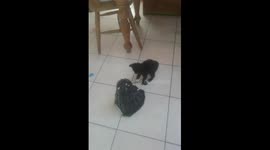 Dalek chases kittens