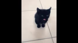 Kitten Licking Lips
