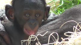 Adorable baby bonobo cuddles up to its mum