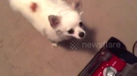 Dog attacks Vacuum!!