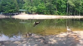 Goose attacks drone