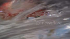 Diver swims with whale shark