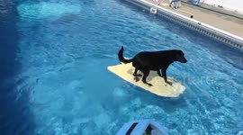 Excited labrador runs outside to bodyboard in pool
