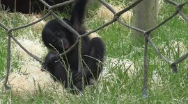 Baby bonobo gets some climbing practice