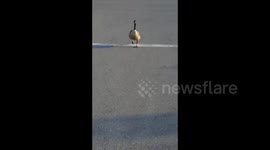 Angry goose attempts to attack woman in carpark