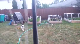 Dog vs angry chicken