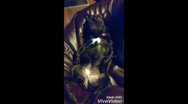 Hysterical clip of a French Bulldog Puppy sleeping on a beanbag