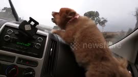 Dog tries to attack windscreen wipers