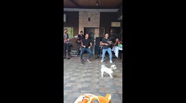 Dog attacks other dogs in Buenos Aires, Argentina