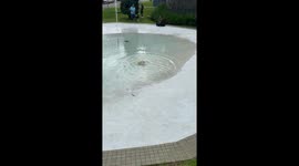 Dog's size reduces after running into puddle in Curitiba