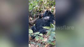 Woman's video diary of critically endangered mountain gorillas she is helping save