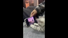 Pet cat watches cartoon with a fascinating intensity