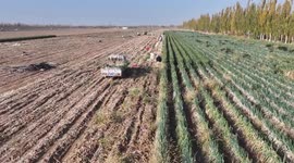 China: Farmers Harvest Scallion in a field in Hami