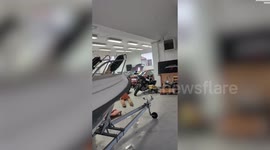 Loose moose causes £10k damage to prestige cars