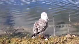 Red listed seagull 'deliberately' killed at McDonald's weeks after being rescued