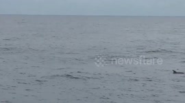 Dolphins swim in front navy ship in Japan