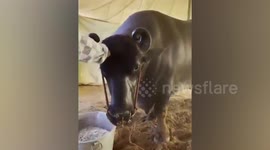 Meet the buffalo valued at more than 200,000 GBP