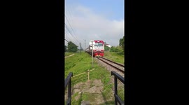 Pony struck while trying to outrun oncoming train