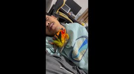 Pet parrot cuddles up with owner on bed