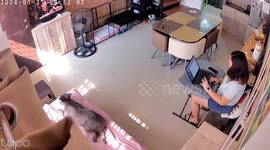 Quick-thinking fur mum saves dog from falling off sofa