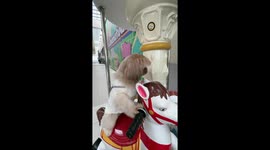 Pet dog enjoys himself riding fairground carousel