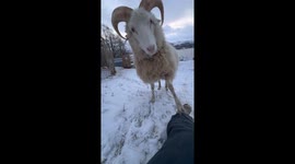 Sheep Wants Pets