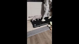 Author shares video exercising with their cat in Shanghai