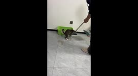 Cat plays joke on owner by littering floor on purpose in Henan Province, China