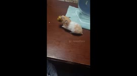 Hamster struggles to find nest with oversized jujube in Liaoning, China