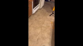 English Bulldog Brisket Wants Donuts