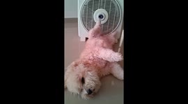 Dog sleeps contentedly after a meal in Caracas