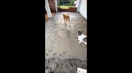 Dogs walk on freshly made floor leaving prints in Medellin