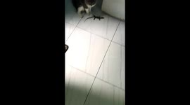 The lizard unexpectedly snapped at cat's paws