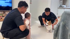 Baby’s scream startles corgi during introduction