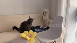 Dog waves in surrender as cat playfully attacks