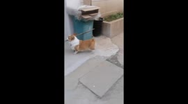 Corgi figures out how to carry oversized stick through gate