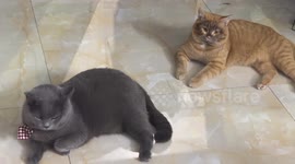Funny orange cat with dirty muzzle next to black Siamese cat in China